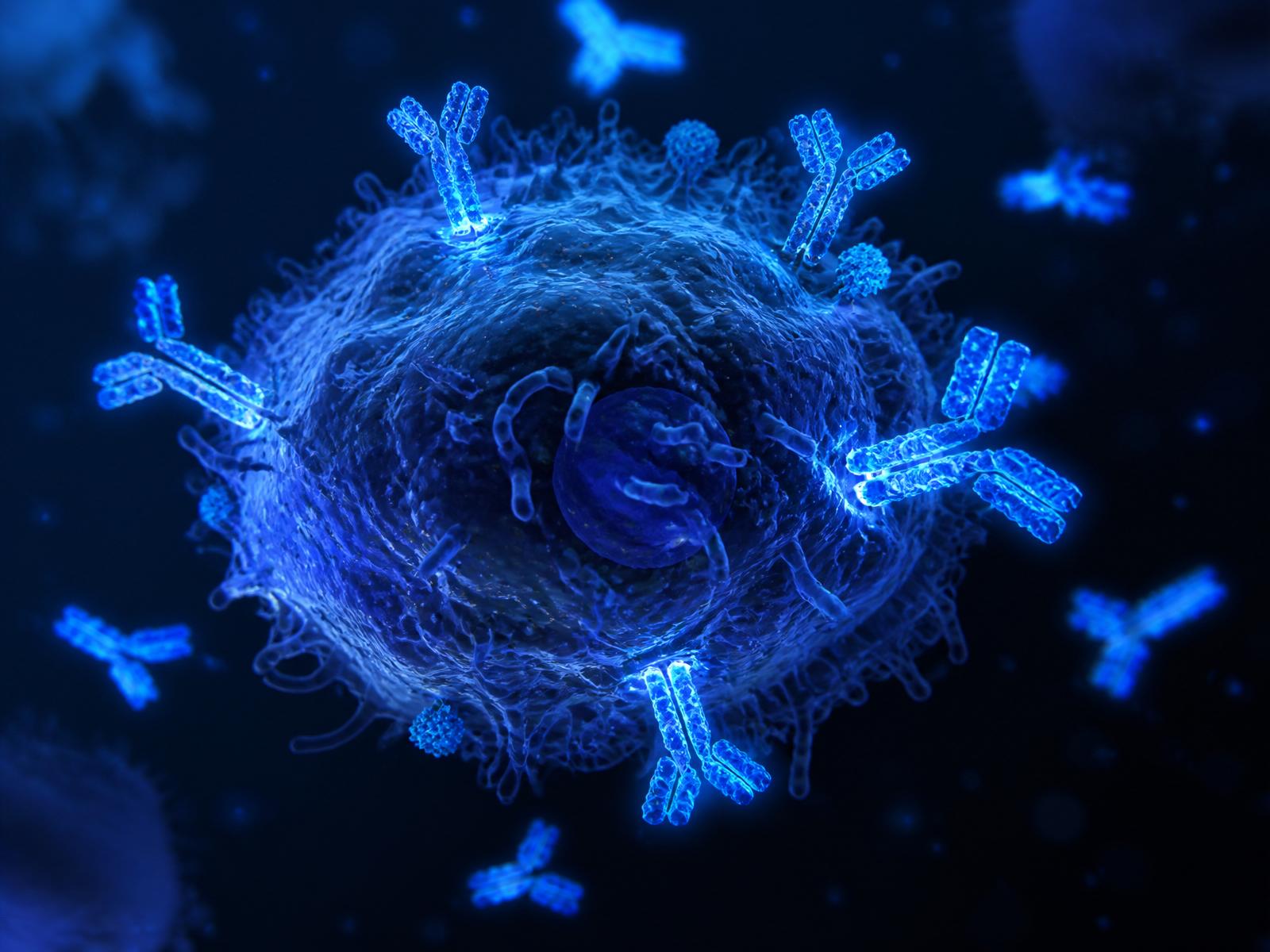 Monoclonal antibodies engaging a cancer cell